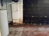 Basement-overhaul-mold (4)